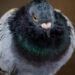 Suspected Chinese spy pigeon freed