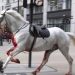British Army reveals condition of injured horses after London rampage