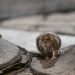 NYC mayor announces summit to combat rat crisis