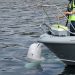 ‘Putin’s spy whale’ found dead in Norway