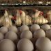 EU state calls for ban on Ukrainian eggs
