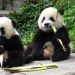 Cash-strapped Finland zoo to return Chinese pandas