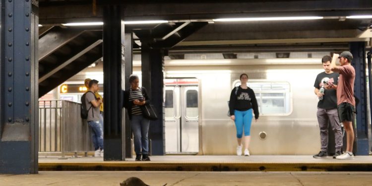 New York plans to put rats on birth control