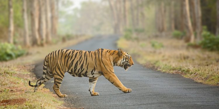Tigers vs tribals: Why are thousands of villagers up in arms against endangered species?