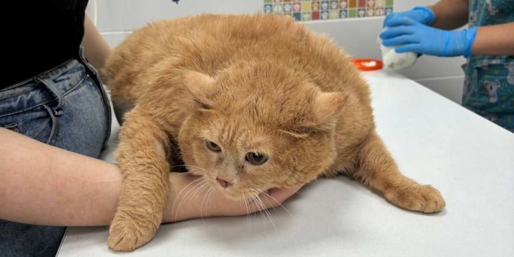 World’s fattest cat dies (PHOTOS)