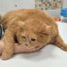 World’s fattest cat dies (PHOTOS)