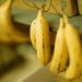 Swedish minister has crippling fear of bananas – media