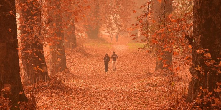 Chinar: Indian legend that inspired poets and emperors is withering away