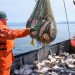 Russia supplies record amount of seafood delicacy to China – data