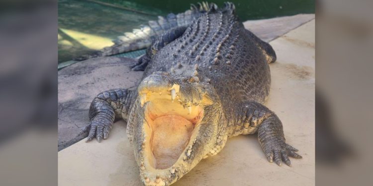 Iconic Crocodile Dundee star ‘Burt the croc’ dies in his 90s