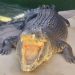 Iconic Crocodile Dundee star ‘Burt the croc’ dies in his 90s