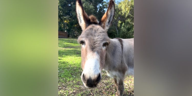 Donkey that inspired Shrek character dies