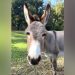 Donkey that inspired Shrek character dies