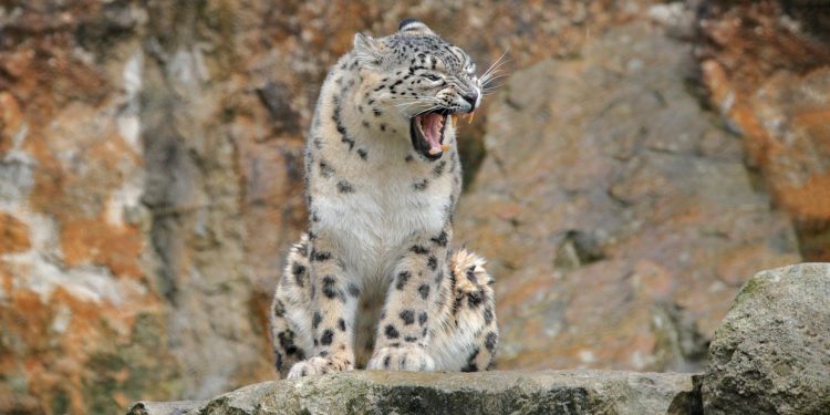 These tribes are fighting for ‘ghosts of the mountains’ to survive. They may yet lose