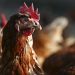 NATO ally turns down US plea for eggs