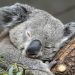 Australian authorities face backlash over koala cull