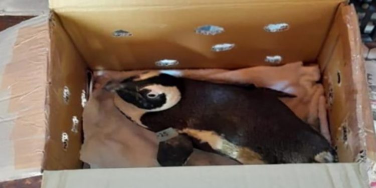 Penguin blamed for helicopter crash in South Africa (IMAGES)