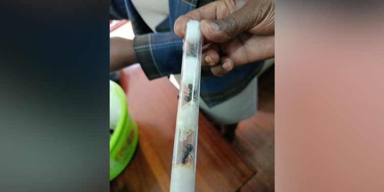 African state busts exotic-ant traffickers (IMAGES)