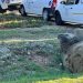 Python rescued from electric fence in South Africa (PHOTOS, VIDEO)