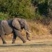 British and New Zealand tourists killed in elephant attack