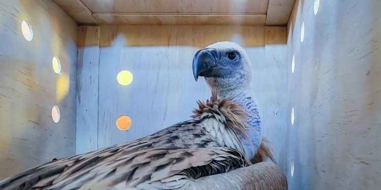 South African breeding program welcomes new baby vultures (PHOTOS, VIDEO)