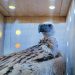 South African breeding program welcomes new baby vultures (PHOTOS, VIDEO)