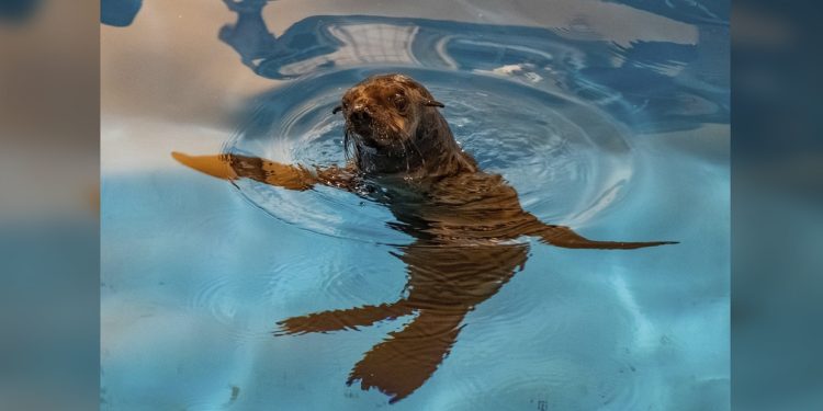South African seal rescued from fishing hooks (PHOTOS)