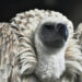 South Africa warns of vulture population crisis