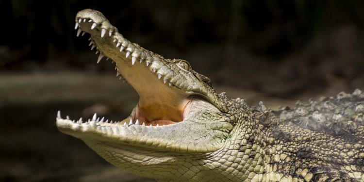 Croc-infested river gets greenlight for Australia Olympics
