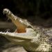 Croc-infested river gets greenlight for Australia Olympics