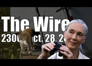 The Wire – October 28, 2025