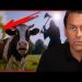 The Cows Are Dropping Dead! After ‘Anti-Methane’ Feed Mandate | Redacted
