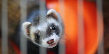 French cinema star Brigitte Bardot dies at 91