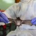 No need for panic over Nipah virus – Indian doctor