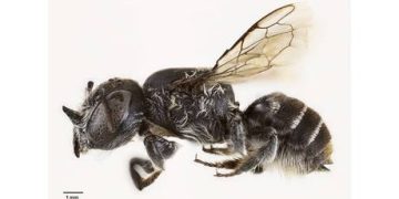 Russians will never eat insects – top MP