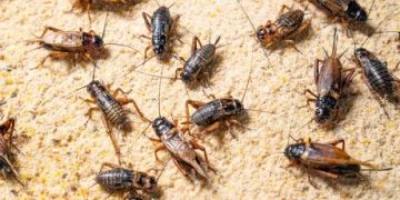 French farmers block ports over controversial EU trade deal (VIDEO)