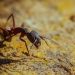Airport police arrest man with over 2,000 live ants