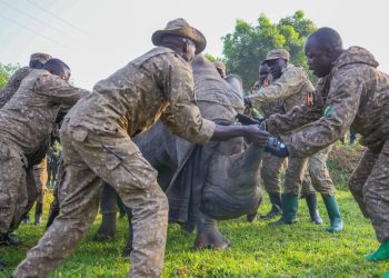 Rhinos back in African park for first time after 40 years (PHOTOS, VIDEO)