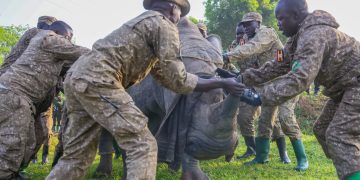 Rhinos back in African park for first time after 40 years (PHOTOS, VIDEO)
