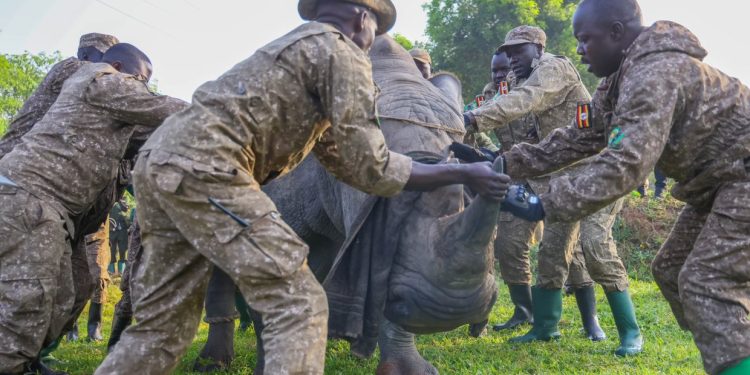 Rhinos back in African park for first time after 40 years (PHOTOS, VIDEO)
