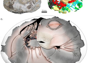 Mammal ancestors laid eggs – study (PHOTOS)