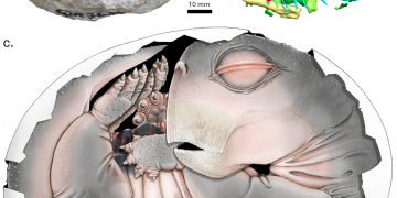 Mammal ancestors laid eggs – study (PHOTOS)
