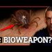 They’re Using Ticks as Bioweapons