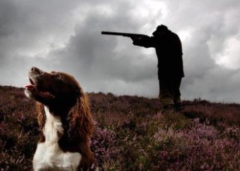 Dog shoots woman in Nebraska