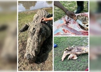 Human remains found inside crocodile in South African river (DISTURBING PHOTO AND VIDEO)
