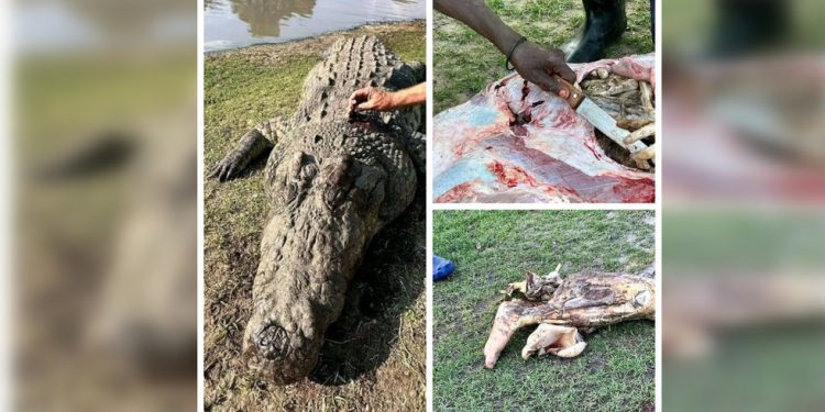 Human remains found inside crocodile in South African river (DISTURBING PHOTO AND VIDEO)
