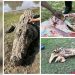 Human remains found inside crocodile in South African river (DISTURBING PHOTO AND VIDEO)