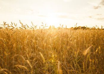 Russia boosts wheat exports to Kenya – report