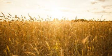 Russia boosts wheat exports to Kenya – report