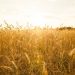 Russia boosts wheat exports to Kenya – report